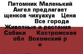 Питомник Маленький Ангел предлагает щенков чихуахуа › Цена ­ 10 000 - Все города Животные и растения » Собаки   . Костромская обл.,Вохомский р-н